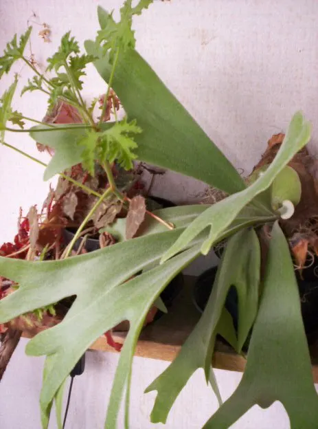 Staghorn Fern (Platycerium Bifurcatum) — Ideal for USDA Zones 9-12; named for its distinctive, image 120