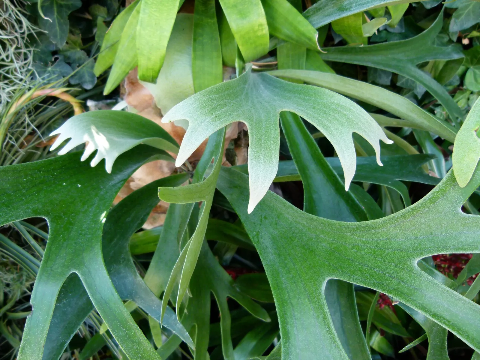 Staghorn Fern (Platycerium Bifurcatum) — appreciating the warmth and dappled light of these regions; ideal for USDA Zones 9-12, image 103