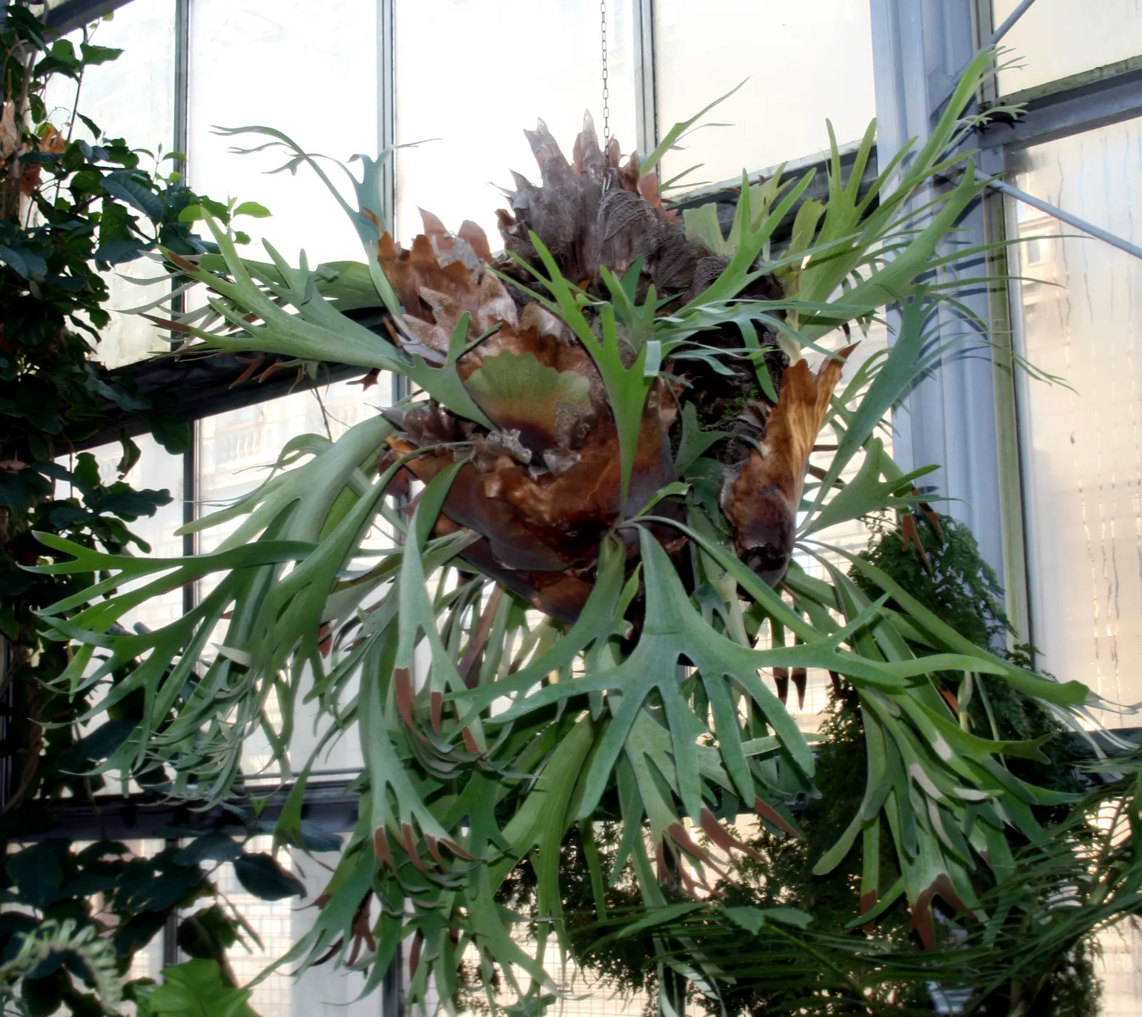 Staghorn Fern (Platycerium Bifurcatum) — with foliar fronds reaching lengths up to 3 feet; bifurcated structures projecting outward.<br><br>When, image 65