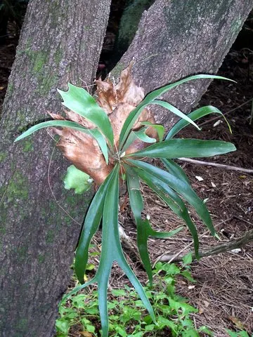 Staghorn Fern (Platycerium Bifurcatum) — The fern generally showcases two types of fronds: the sterile, image 104