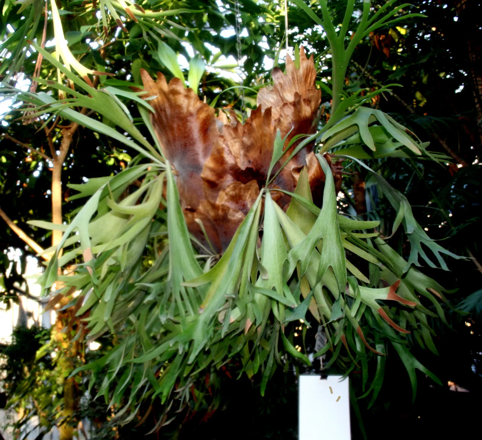 Staghorn Fern (Platycerium Bifurcatum) — Named for its distinctive