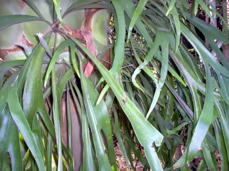 Staghorn Fern (Platycerium Bifurcatum) — Its unique visual impact and growth habit make it a talking point for any green space; it thrives in high, image 113