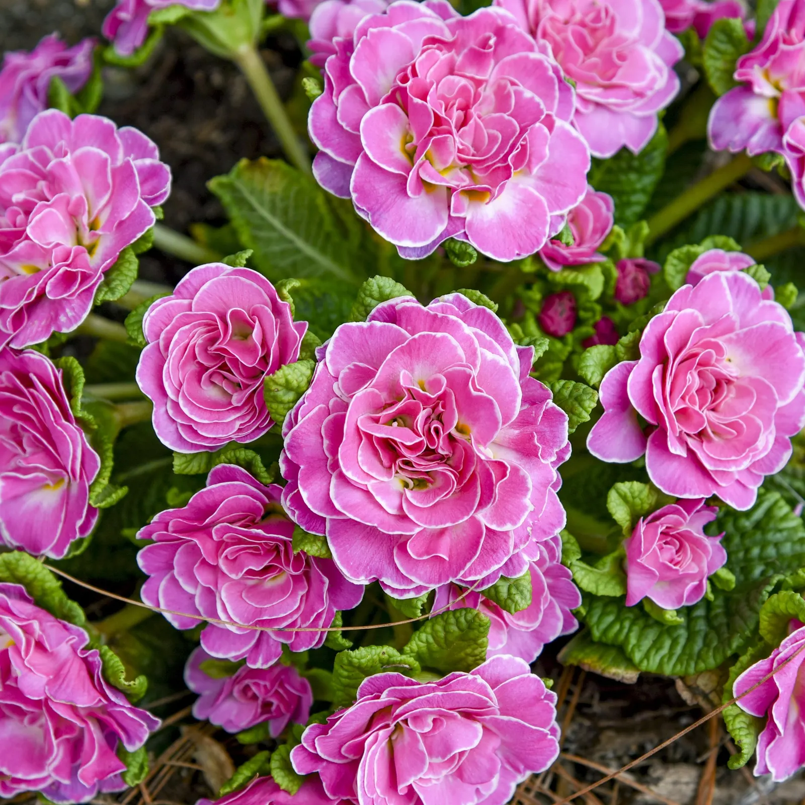 'Rosalina' Primrose (Primula vulgaris) — Proven Winners - Bouquet Perfect™ 'Rosalina' - Primrose - Primula vulgaris pink bright pink plant details
