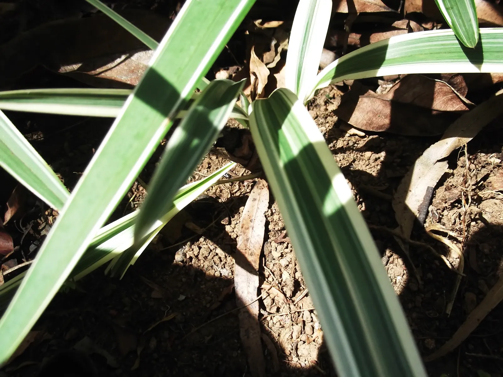 Variegated Tasmanian Flax Lily (Dianella Tasmanica 'Variegata') — It grows up to 2-3 feet tall and 1-2 feet wide, thriving in USDA zones 7-11