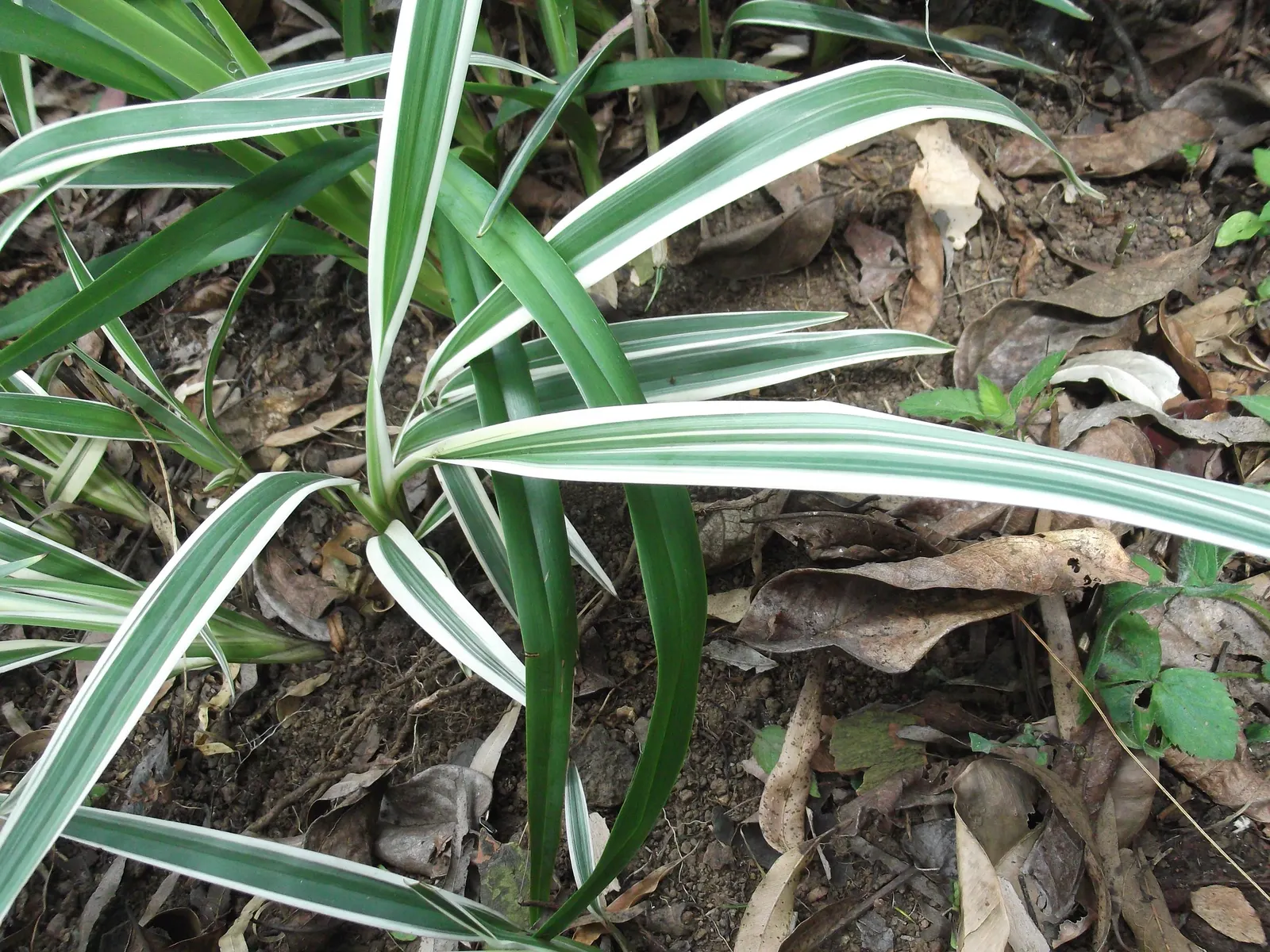 Variegated Tasmanian Flax Lily (Dianella Tasmanica 'Variegata') — is a striking ornamental grass-like perennial that features green foliage striped with creamy
