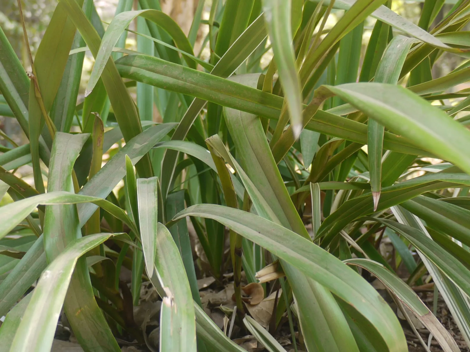 Variegated Tasmanian Flax Lily (Dianella Tasmanica 'Variegata') — Its resilience makes it ideal for accent planting or groundcover, tolerating a range of light