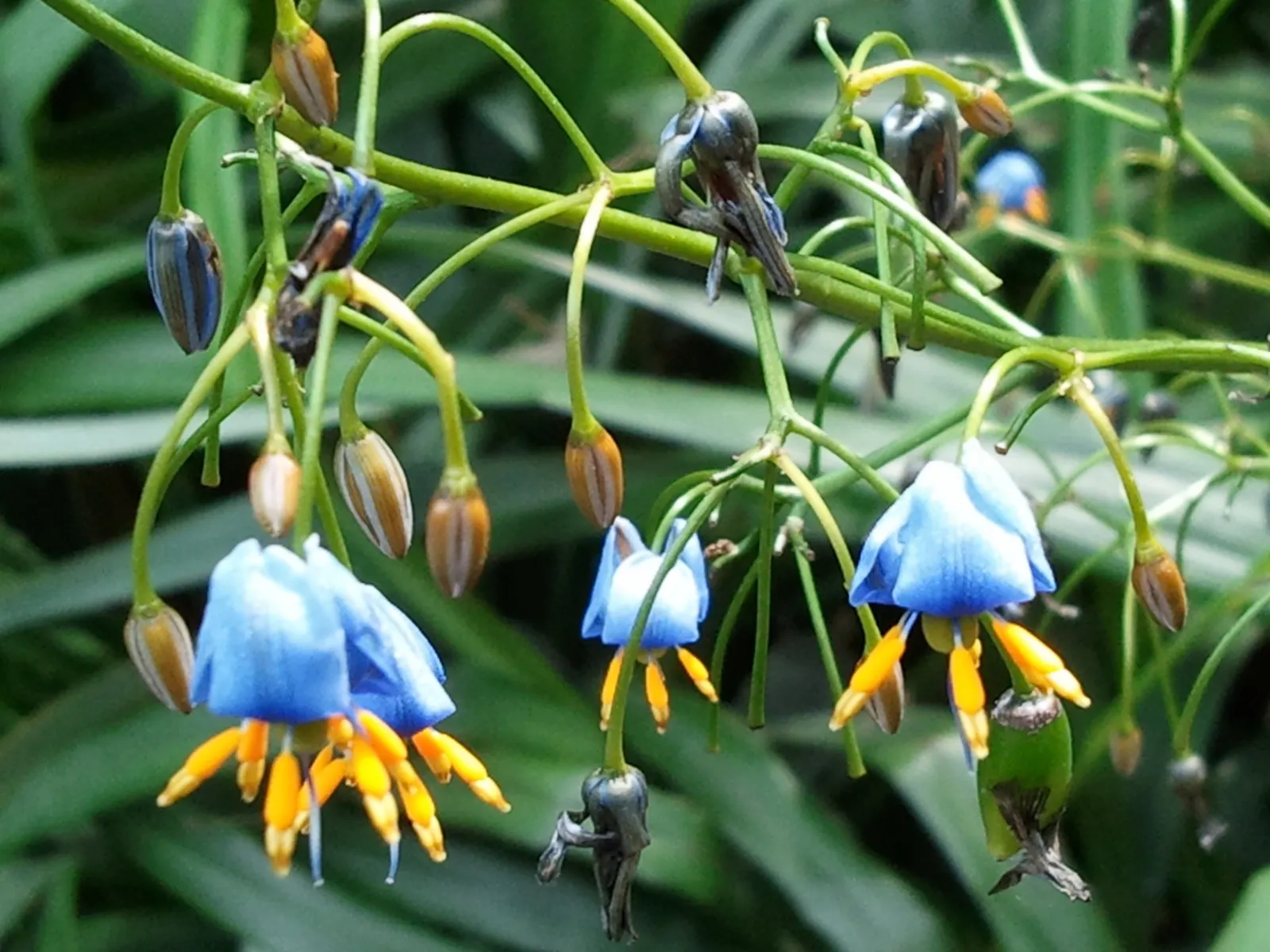 Variegated Tasmanian Flax Lily (Dianella Tasmanica 'Variegata') — Small blue flowers and decorative berries add seasonal interest