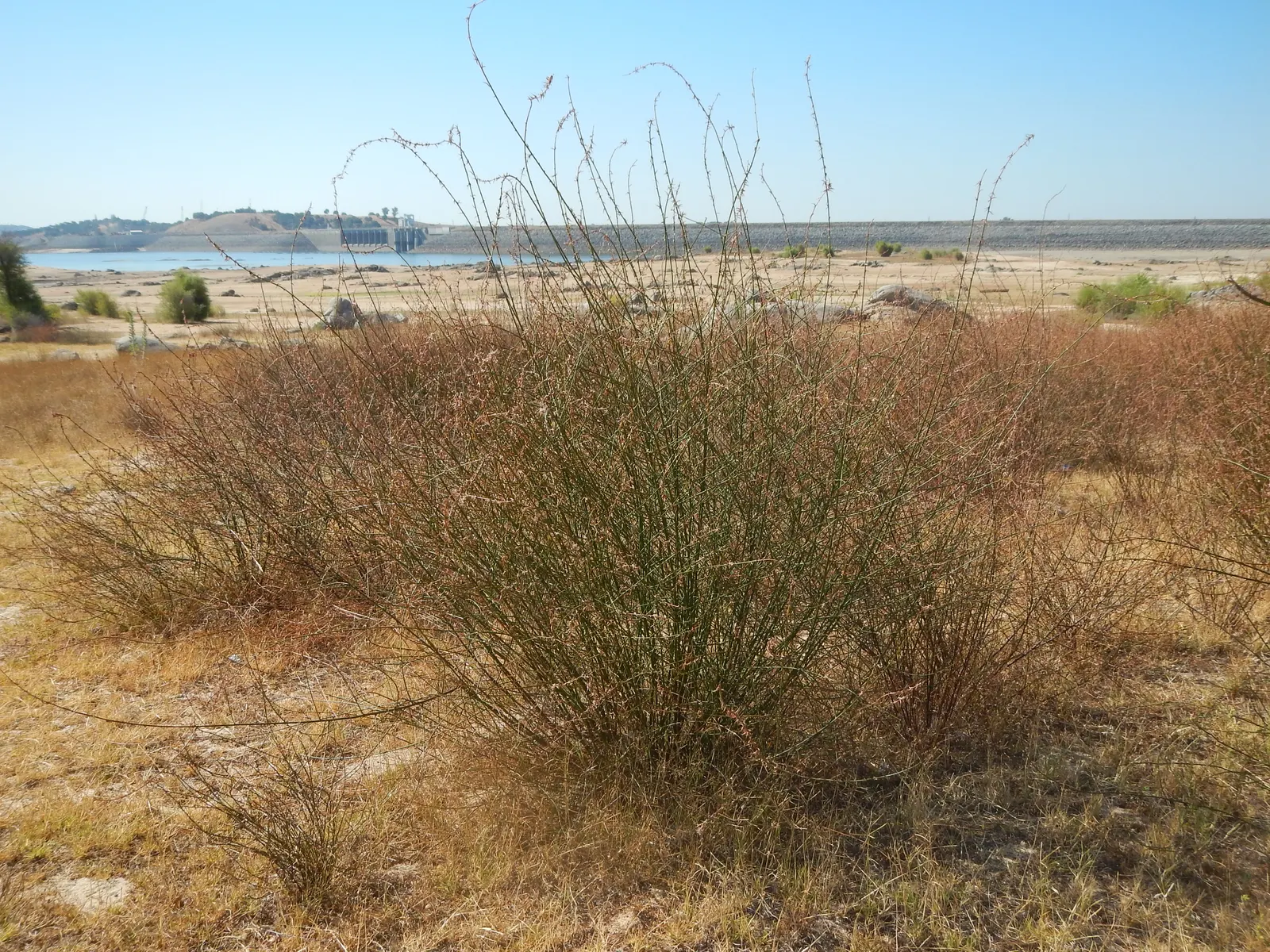 Deerweed (Lotus Scoparius) — now commonly classified as Acmispon glaber