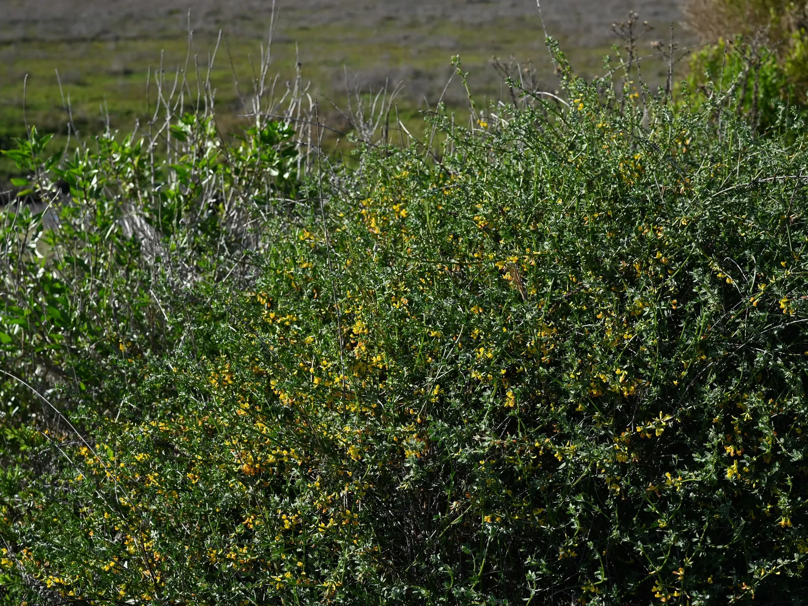 Deerweed (Lotus Scoparius) — zones 7-11, reaching 3 feet in height and width; this hardy perennial reaches a mature height and spread of approximately 2 to 3