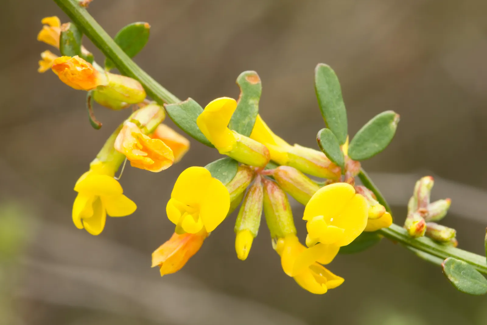 Deerweed (Lotus Scoparius) — Deerweed (Lotus scoparius), a hardy perennial, thrives in U.S