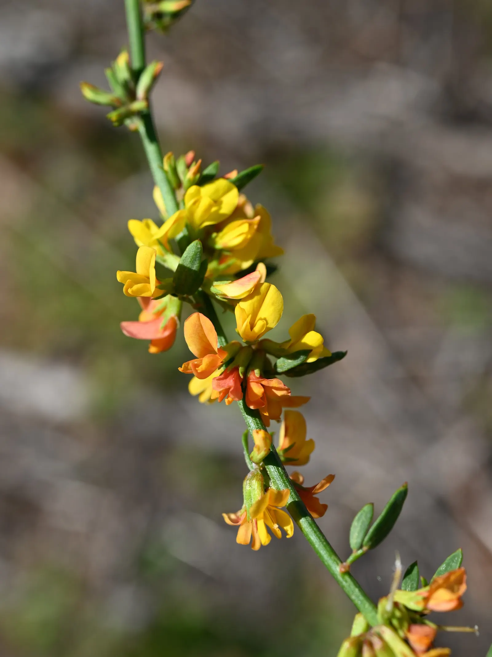 Deerweed (Lotus Scoparius) — perennial / shrub for full or half