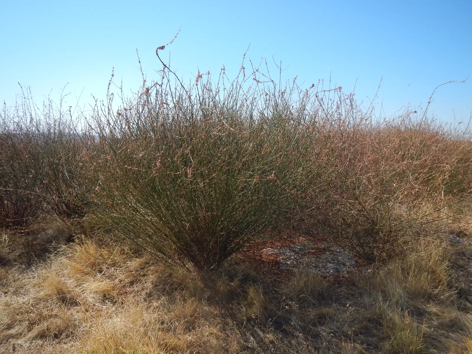Deerweed (Lotus Scoparius) — This hardy perennial reaches a mature height and spread of approximately 2 to 3 feet
