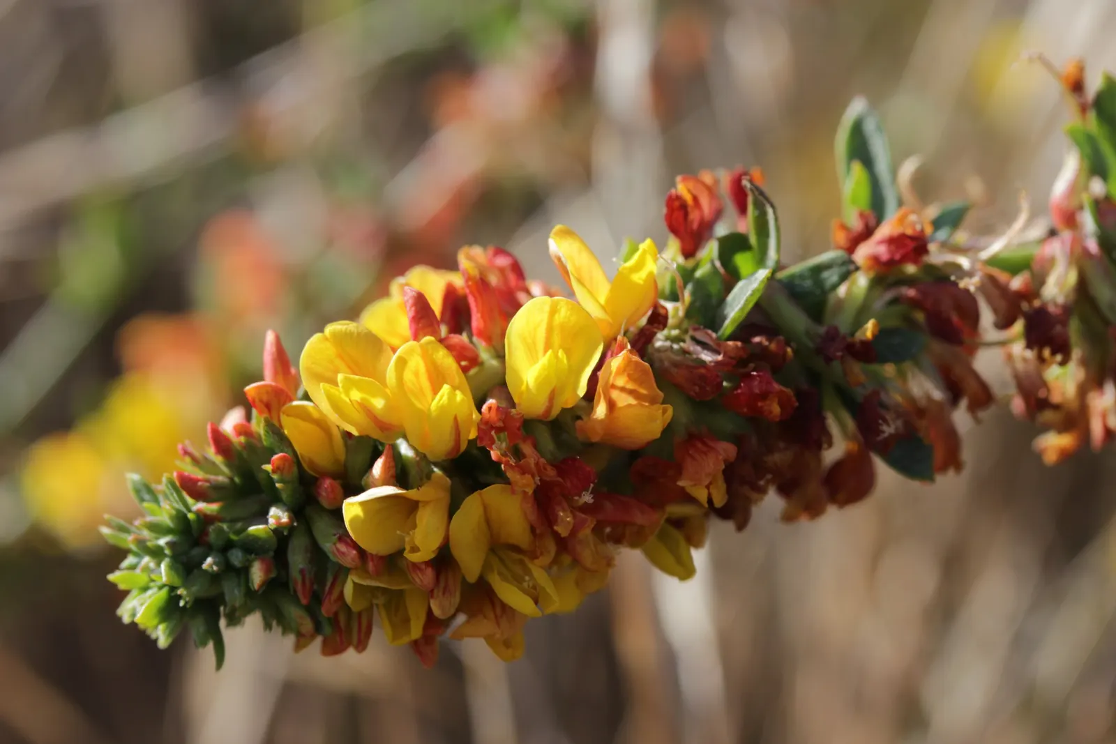 Deerweed (Lotus Scoparius) — Deerweed produces abundant