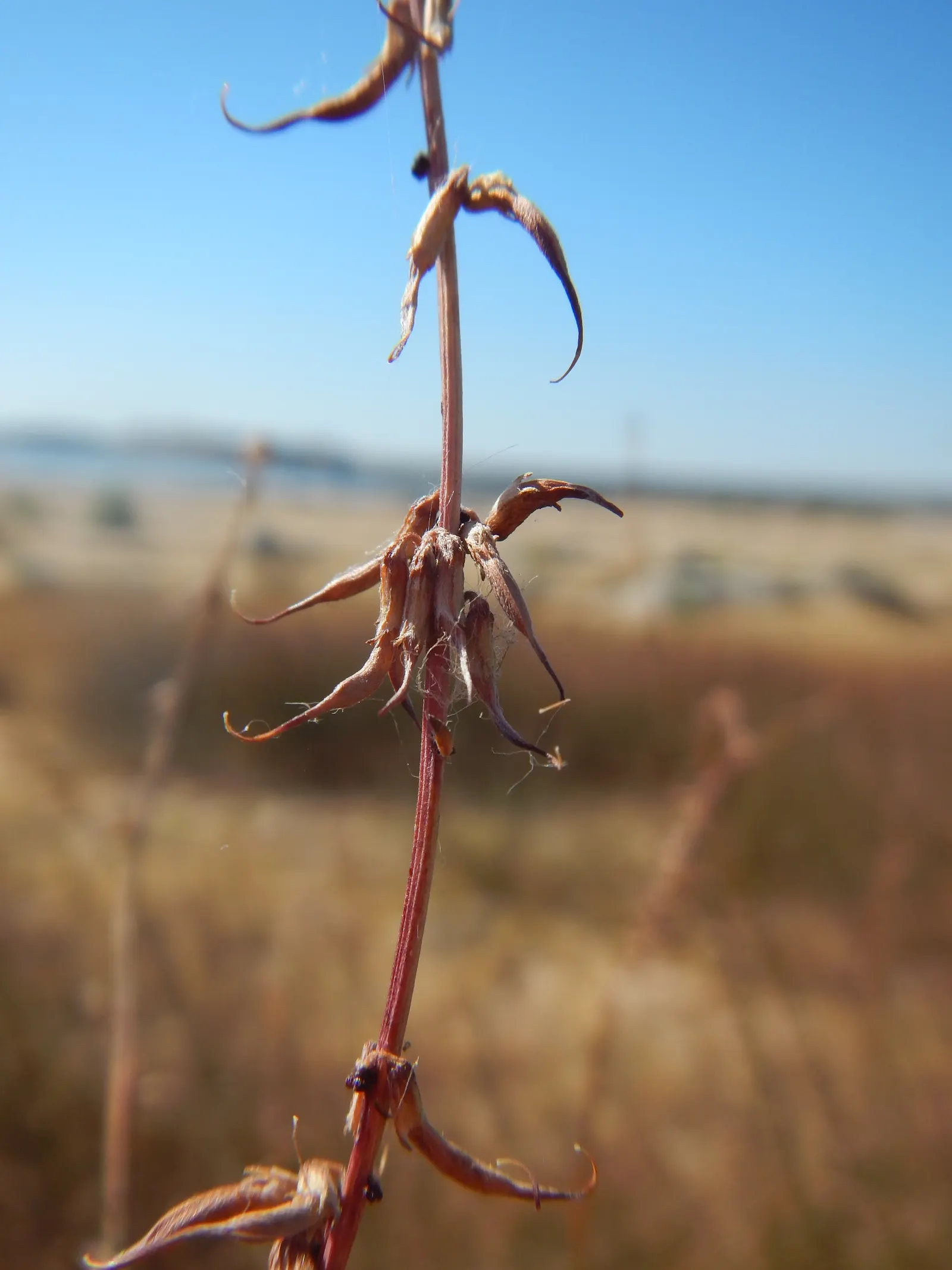 Deerweed (Lotus Scoparius) — Minimal maintenance required; periodic pruning encourages denser growth