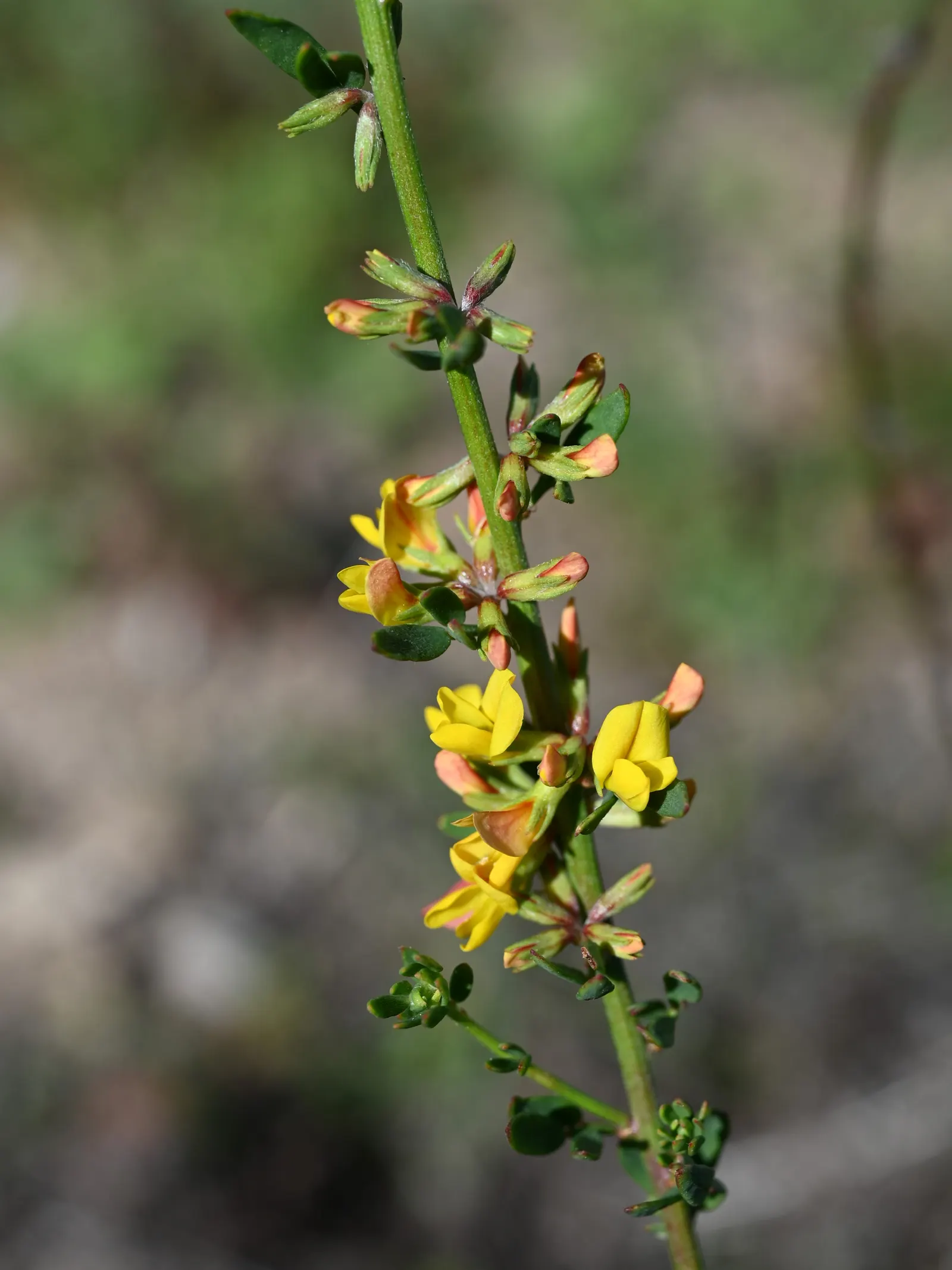 Deerweed (Lotus Scoparius) — Adaptable to various soils, deerweed prefers full sun; this no-fuss plant is a fantastic option for clients looking for a