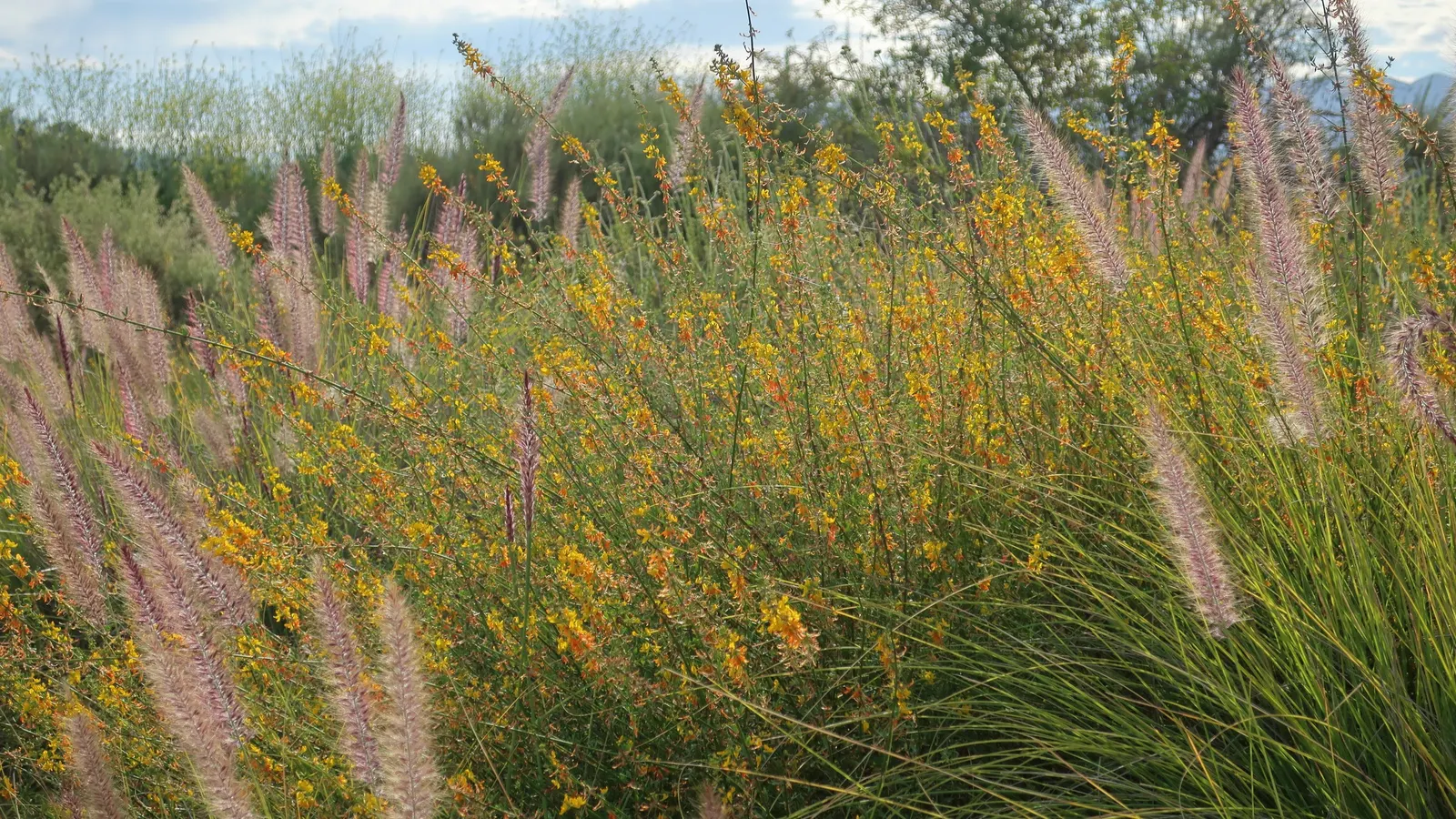 Deerweed (Lotus Scoparius) — These blossoms are a magnet for pollinators