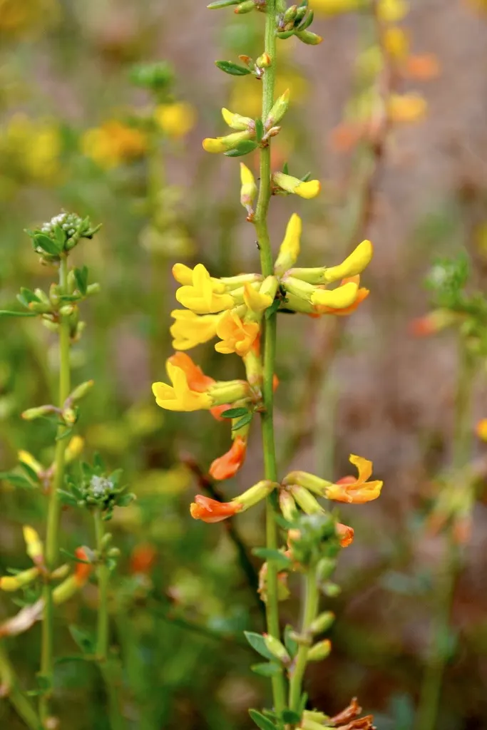 Deerweed (Lotus Scoparius) — wildlife-friendly garden component that offers both beauty and functionality