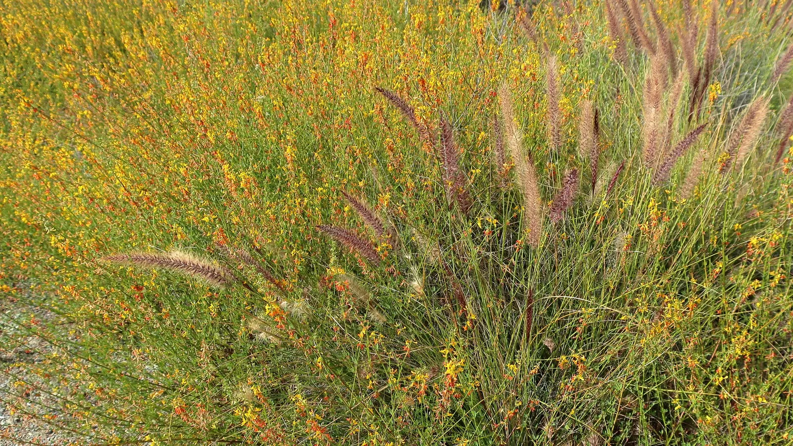 Deerweed (Lotus Scoparius) — It exhibits vibrant yellow blooms late spring through summer that attract pollinators