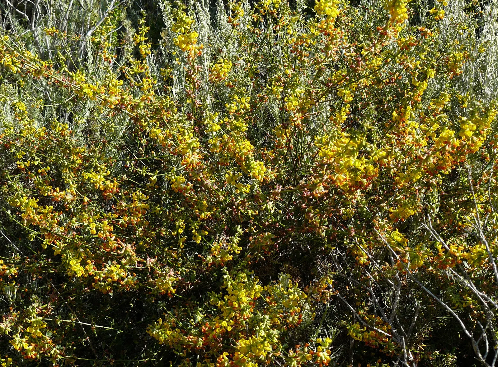 Deerweed (Lotus Scoparius) — slender leaves that are green to grey-green in color.<br><br>From late spring through summer