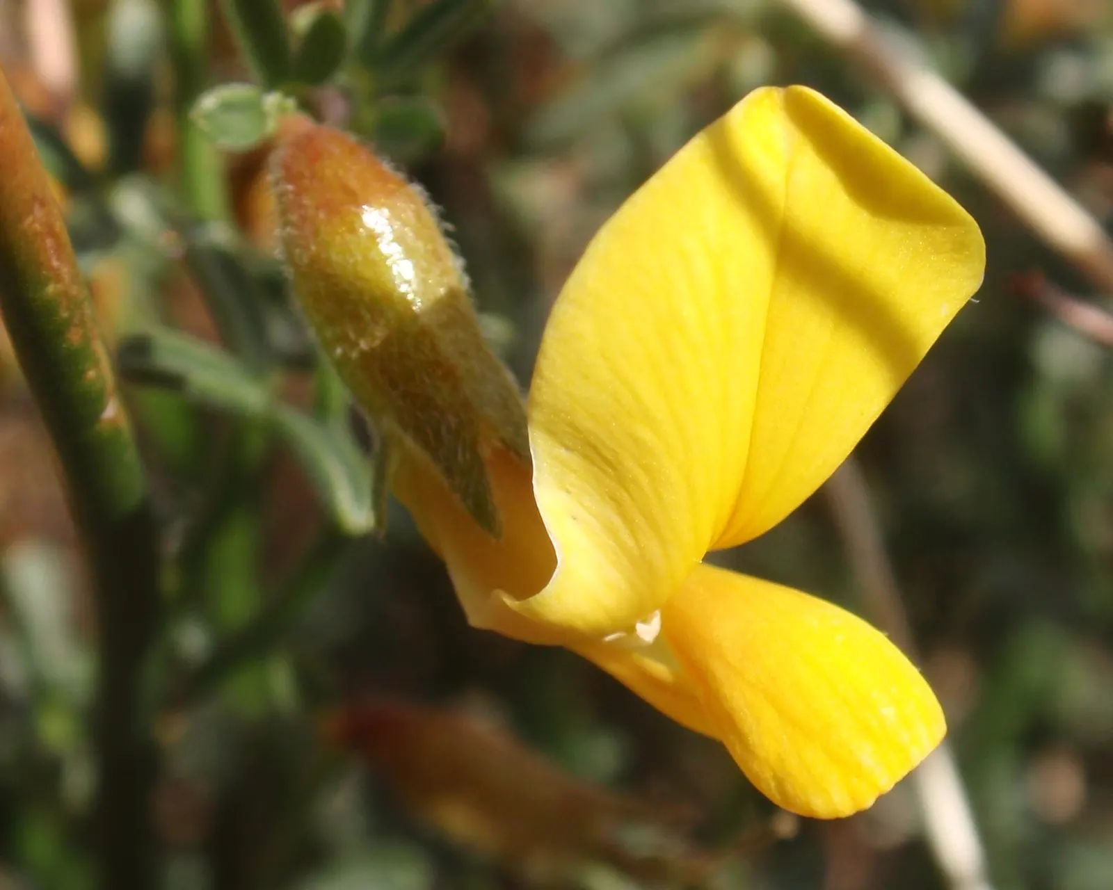 Deerweed (Lotus Scoparius) — where it can help with soil stabilization and erosion control