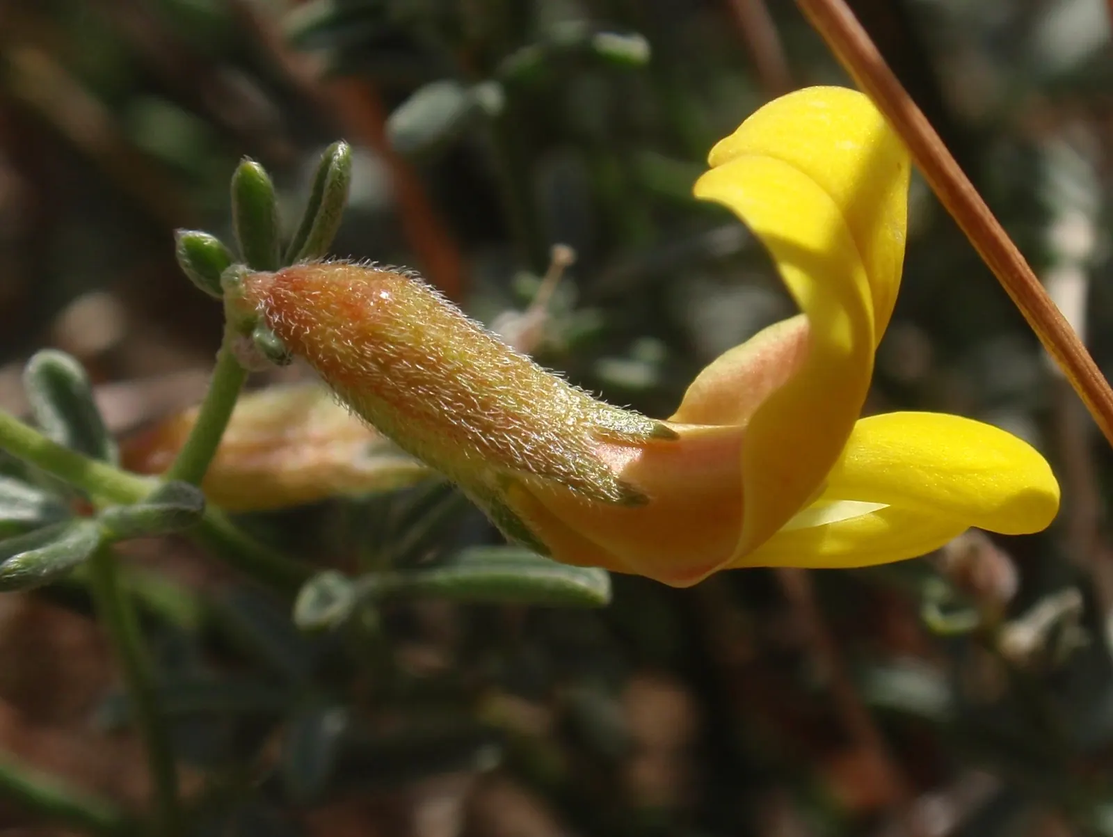 Deerweed (Lotus Scoparius) — Deerweed is an excellent choice for xeriscaping or low-water landscapes