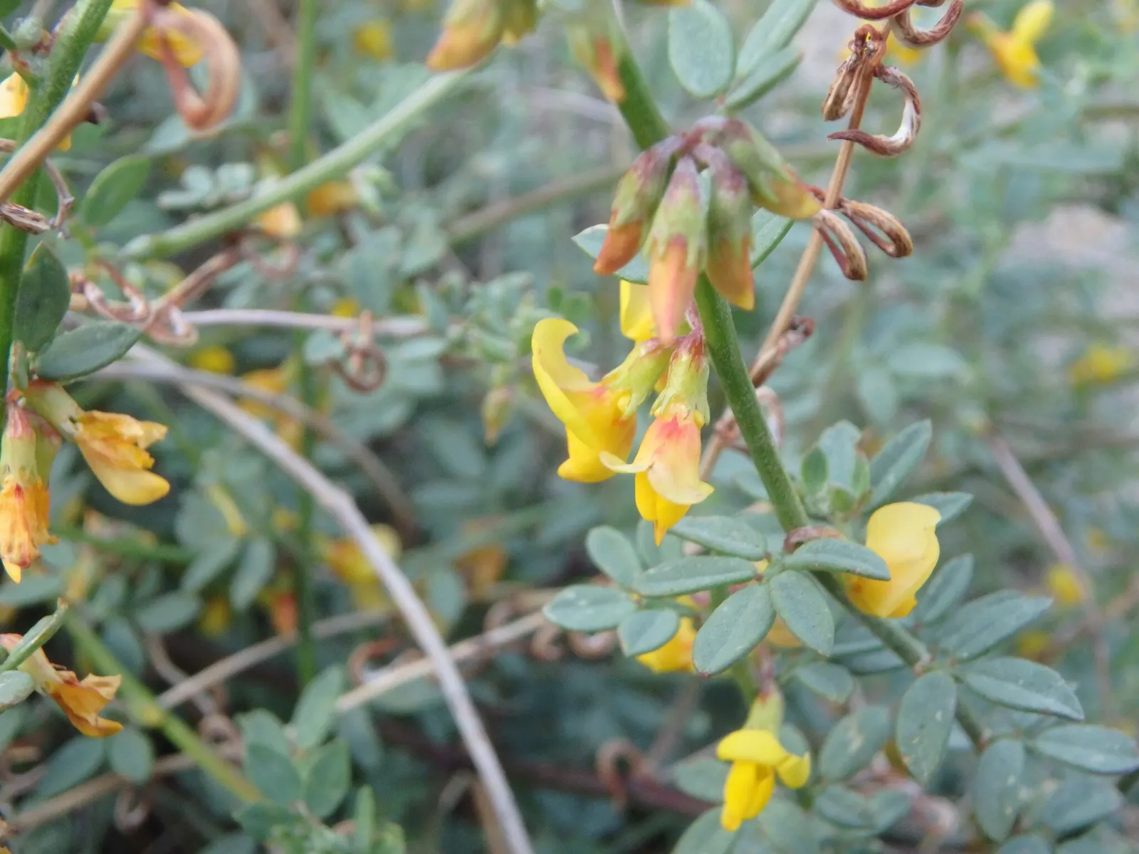 Deerweed (Lotus Scoparius) — Deer-resistant properties enhance its garden value