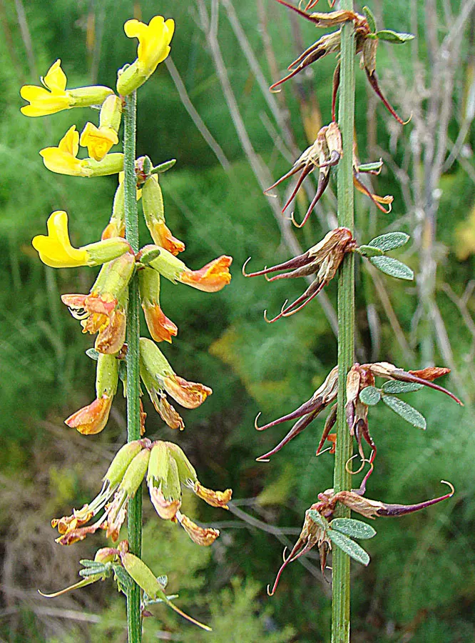 Deerweed (Lotus Scoparius) — Its fine-textured foliage creates an airy backdrop for other garden specimens
