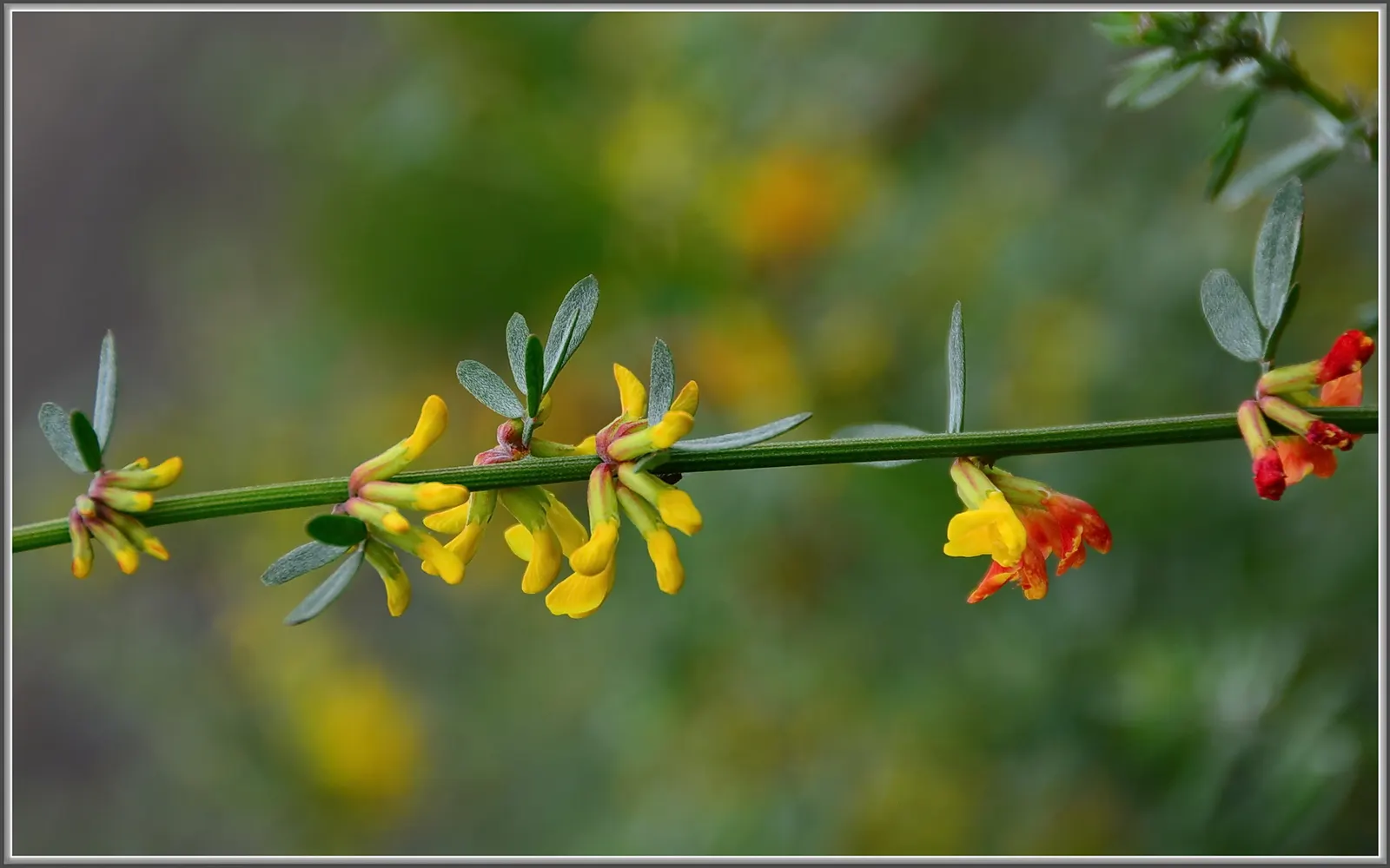 Deerweed (Lotus Scoparius) — yellow flowers in the garden