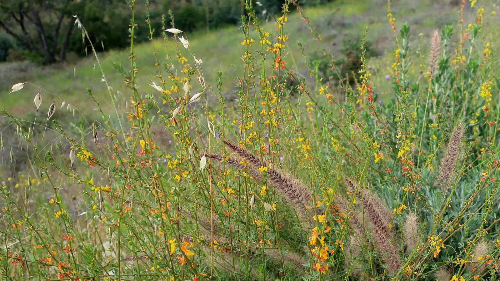Deerweed (Lotus Scoparius) — Deerweed is also low-maintenance