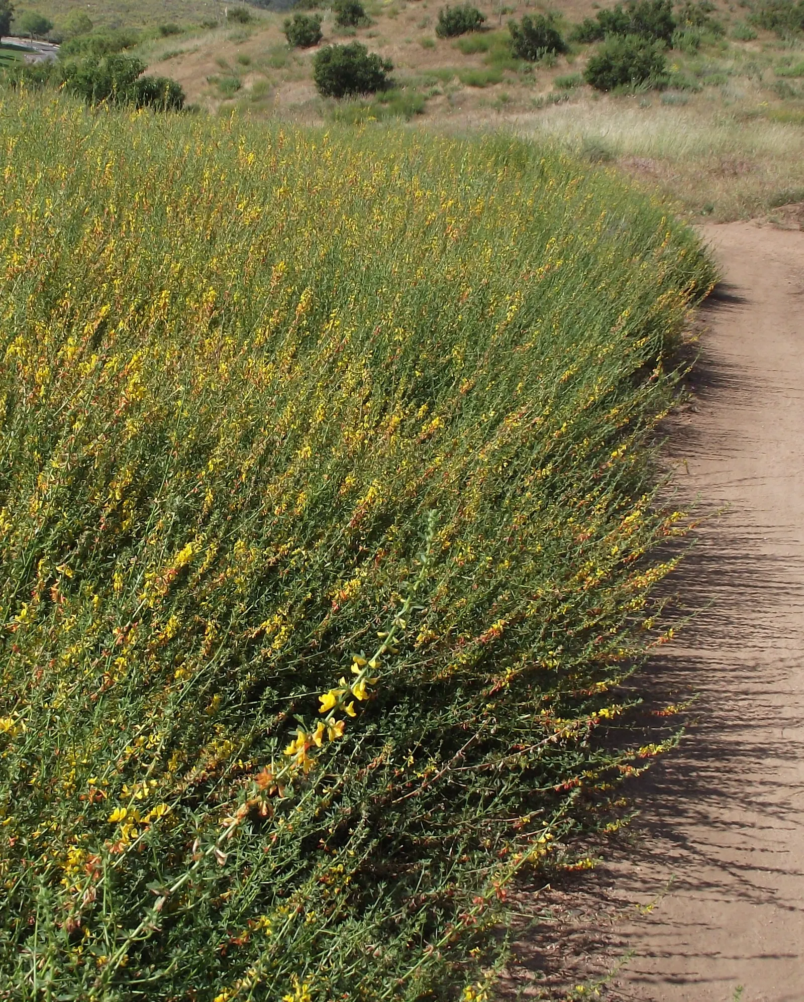 Deerweed (Lotus Scoparius) — Adaptable to various soils, deerweed prefers full sun