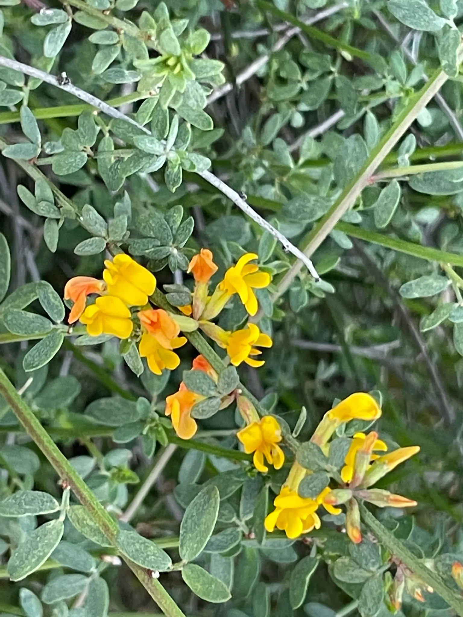Deerweed (Lotus Scoparius) — zones 7-11, reaching 3 feet in height and width