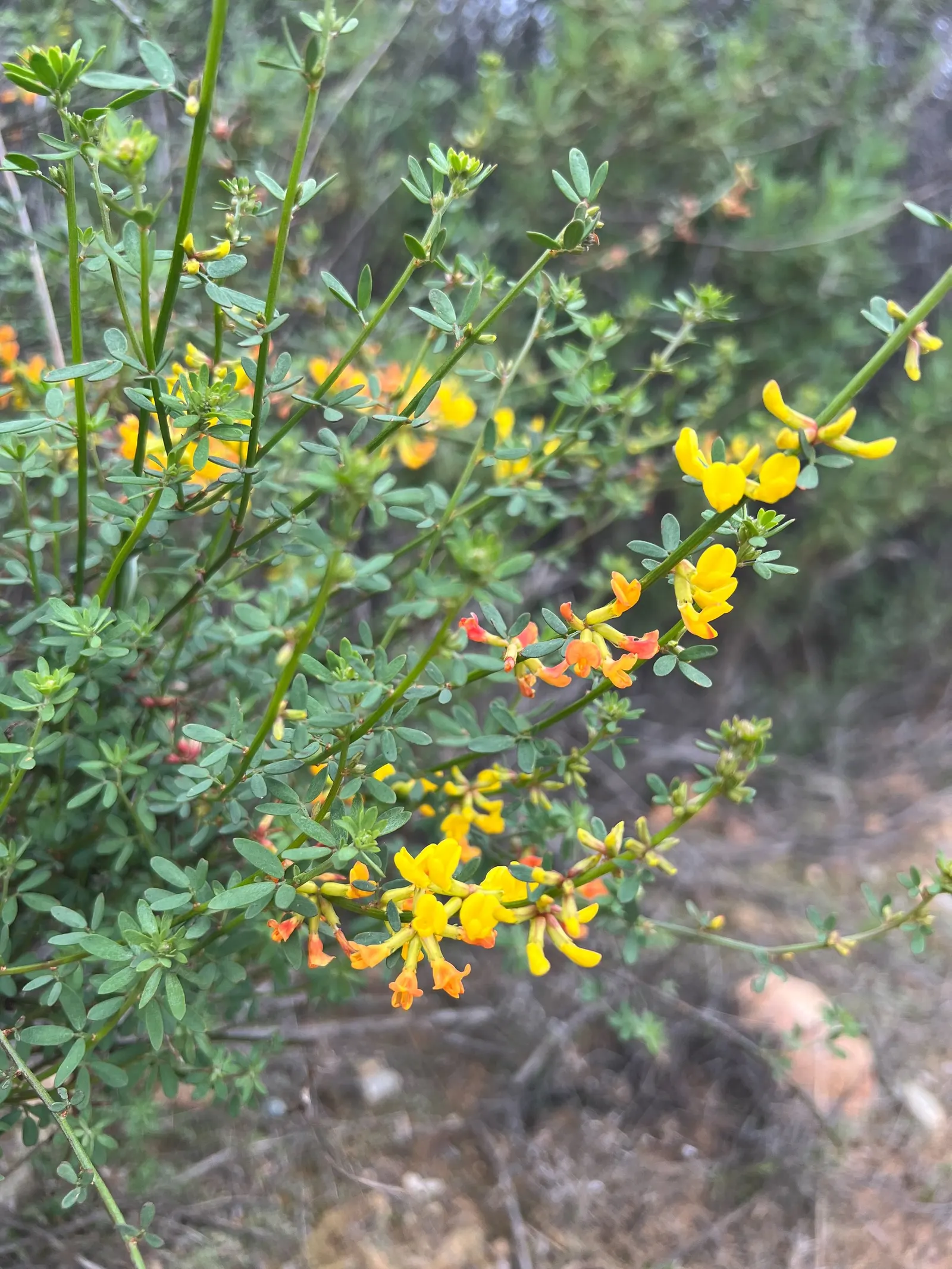 Deerweed (Lotus Scoparius) — creating a striking visual contrast against its foliage
