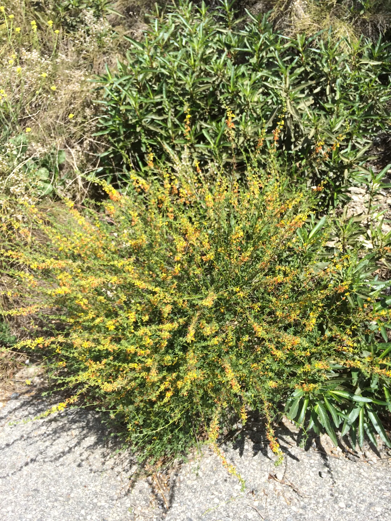 Deerweed (Lotus Scoparius) — perennial / shrub with yellow blooms