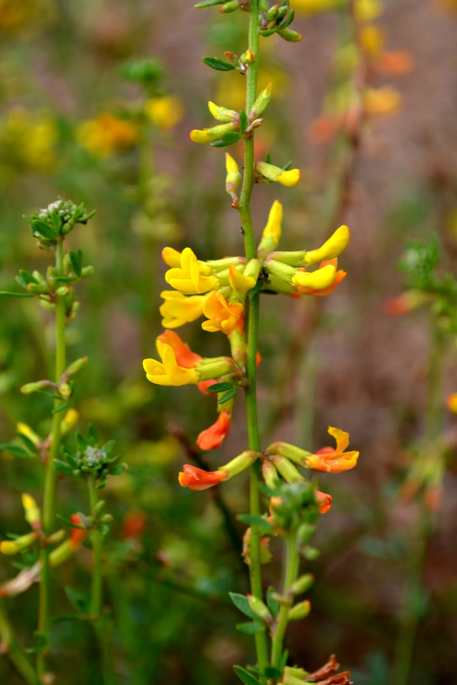 Deerweed (Lotus Scoparius) — and occasionally into the fall