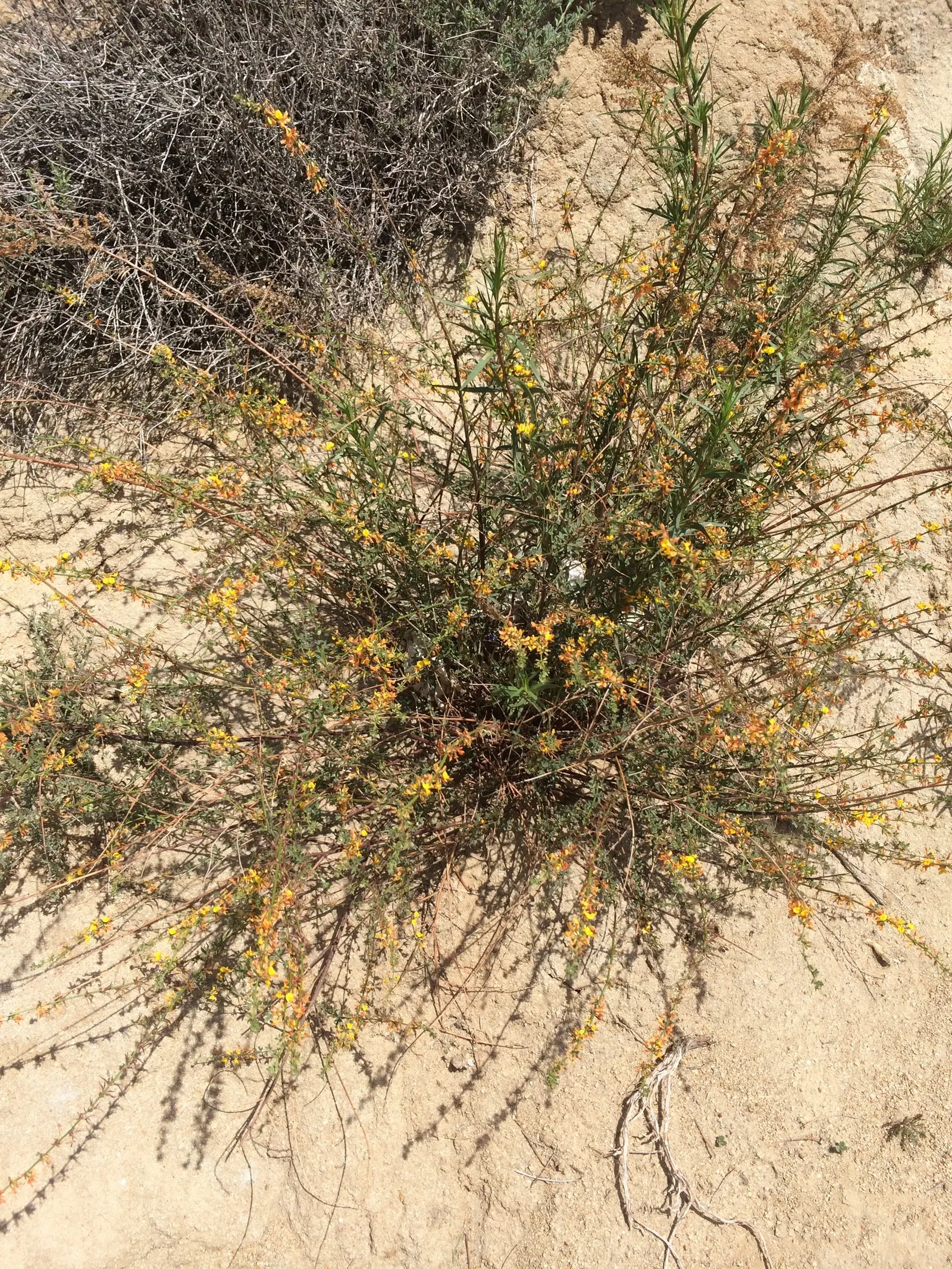 Deerweed (Lotus Scoparius) — requiring only occasional pruning to maintain its shape and promote vigorous flowering
