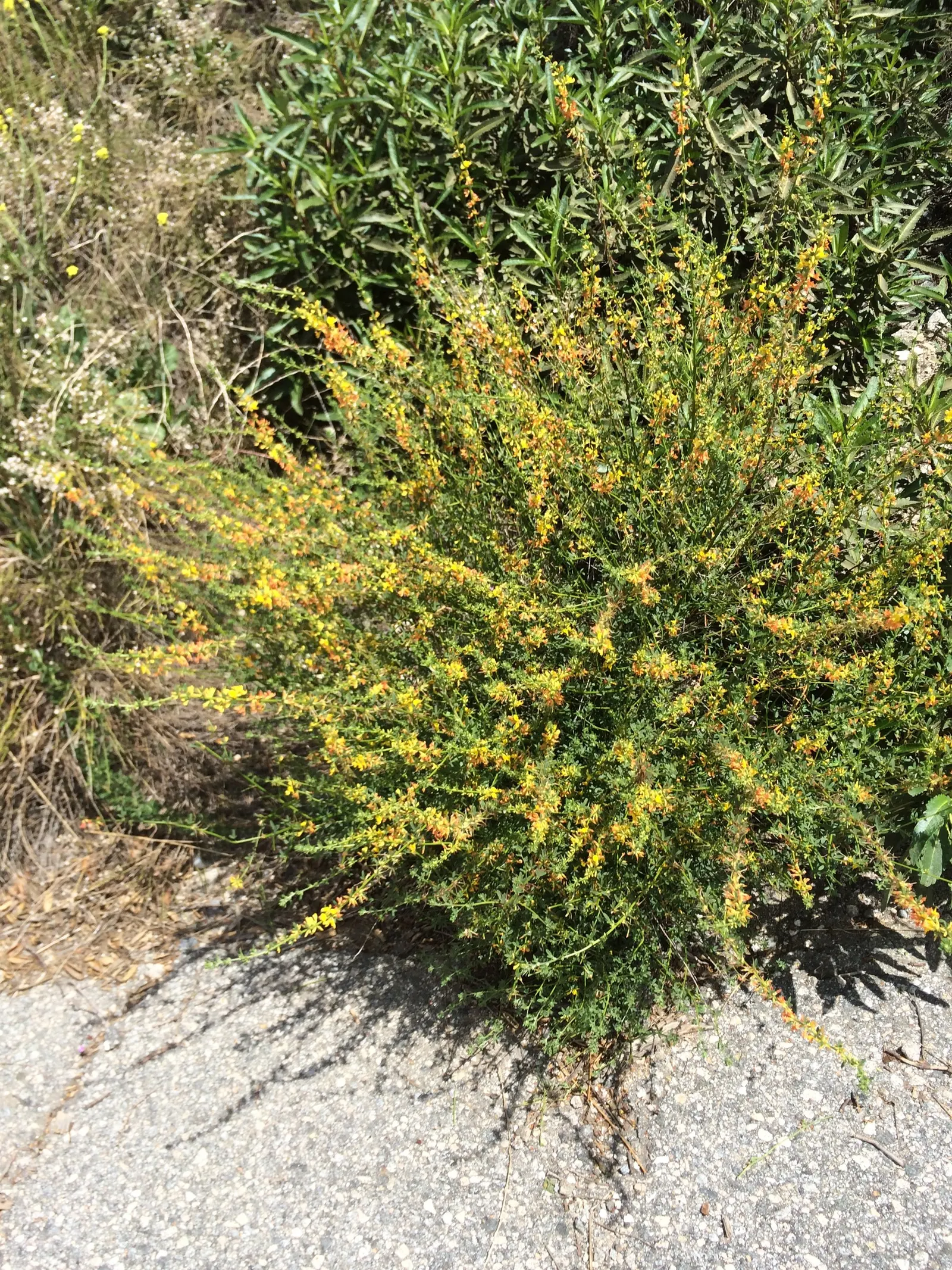 Deerweed (Lotus Scoparius) — Excellent for erosion control and drought-tolerant landscapes, it's pivotal in native and wildlife gardens; it exhibits vibrant