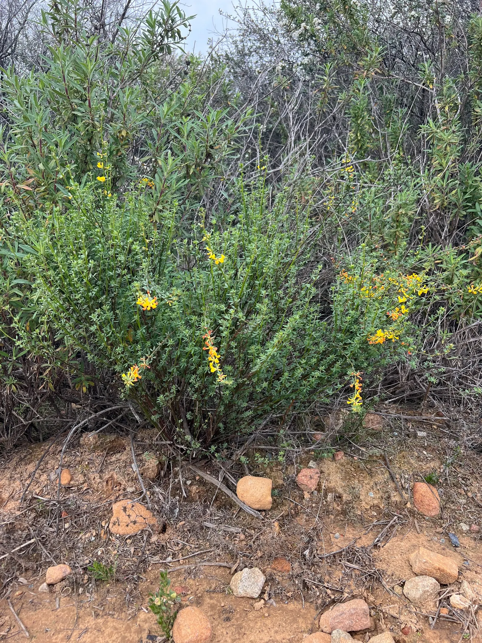 Deerweed (Lotus Scoparius) — It's well-suited to rocky slopes or coastal conditions
