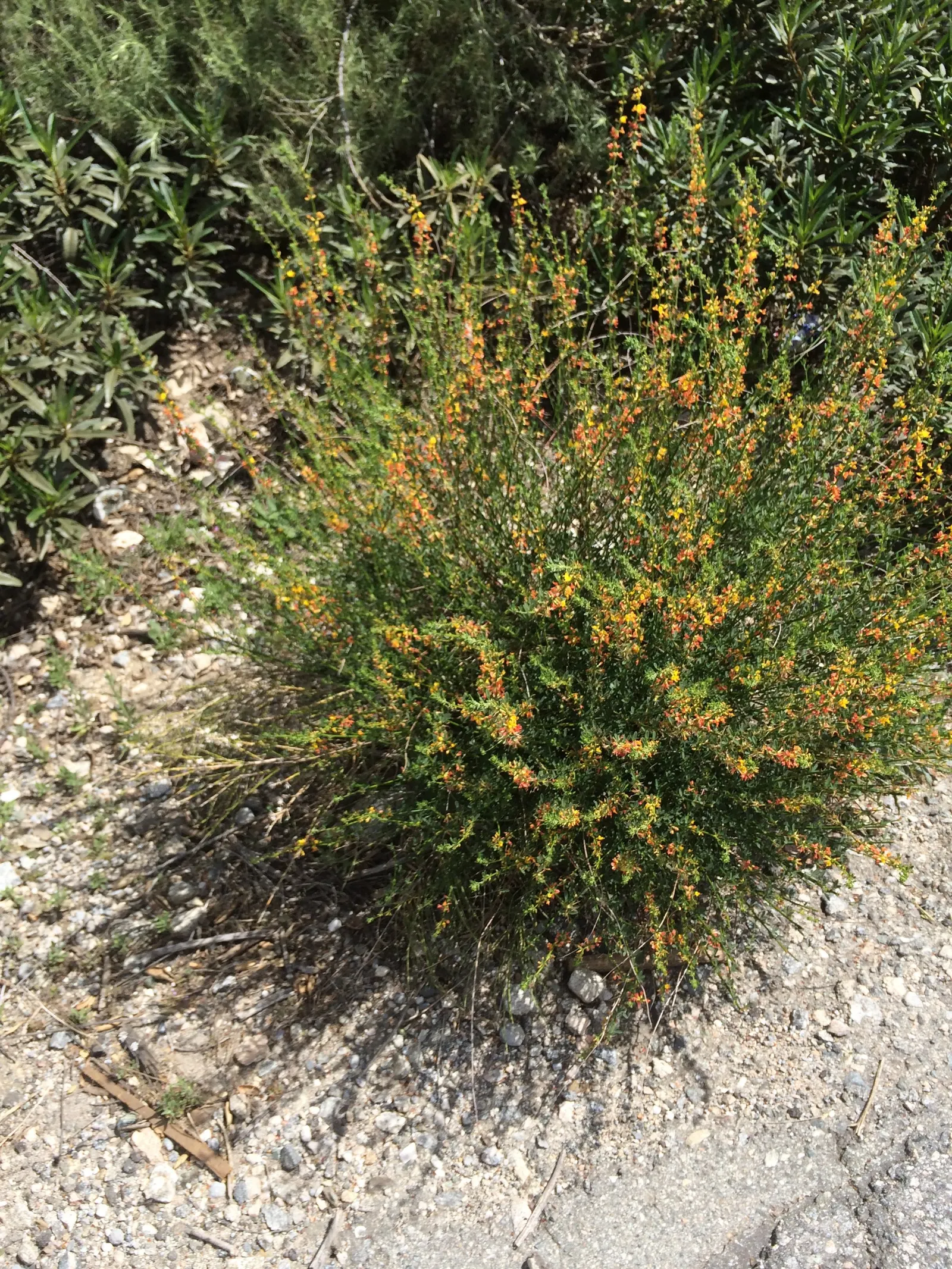 Deerweed (Lotus Scoparius) — Deerweed (Lotus scoparius), a hardy perennial, thrives in U.S; adaptable to various soils, deerweed prefers full sun