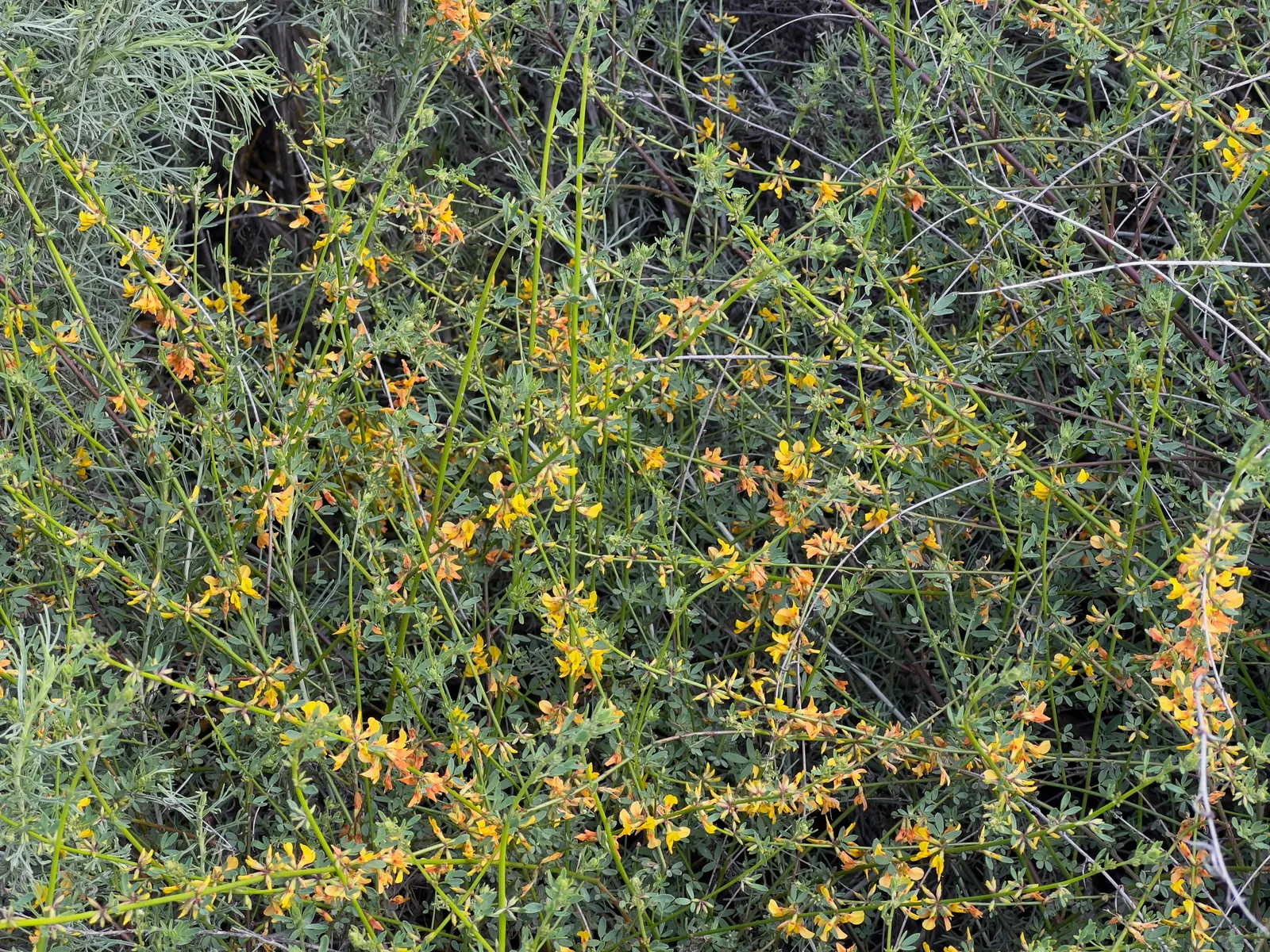 Deerweed (Lotus Scoparius) — This no-fuss plant is a fantastic option for clients looking for a sustainable