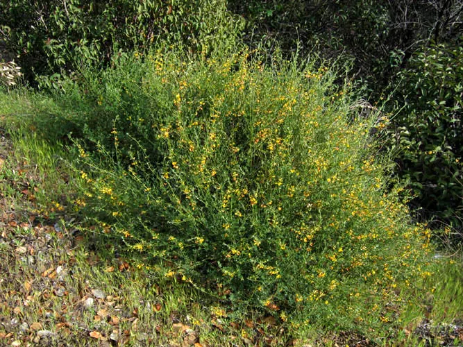Deerweed (Lotus Scoparius) — thriving in USDA zones 7 through 10