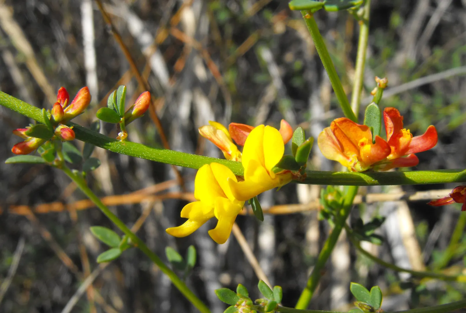 Deerweed (Lotus Scoparius) — It exhibits vibrant yellow blooms late spring through summer that attract pollinators; these blossoms are a magnet for pollinators