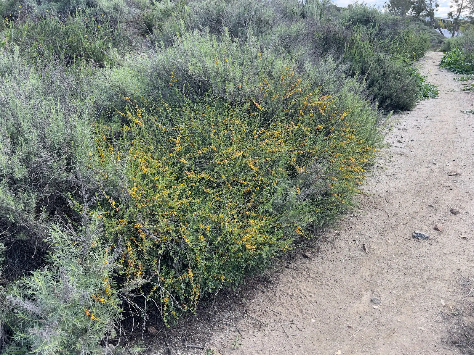 Deerweed (Lotus Scoparius) — When incorporating Deerweed into your design