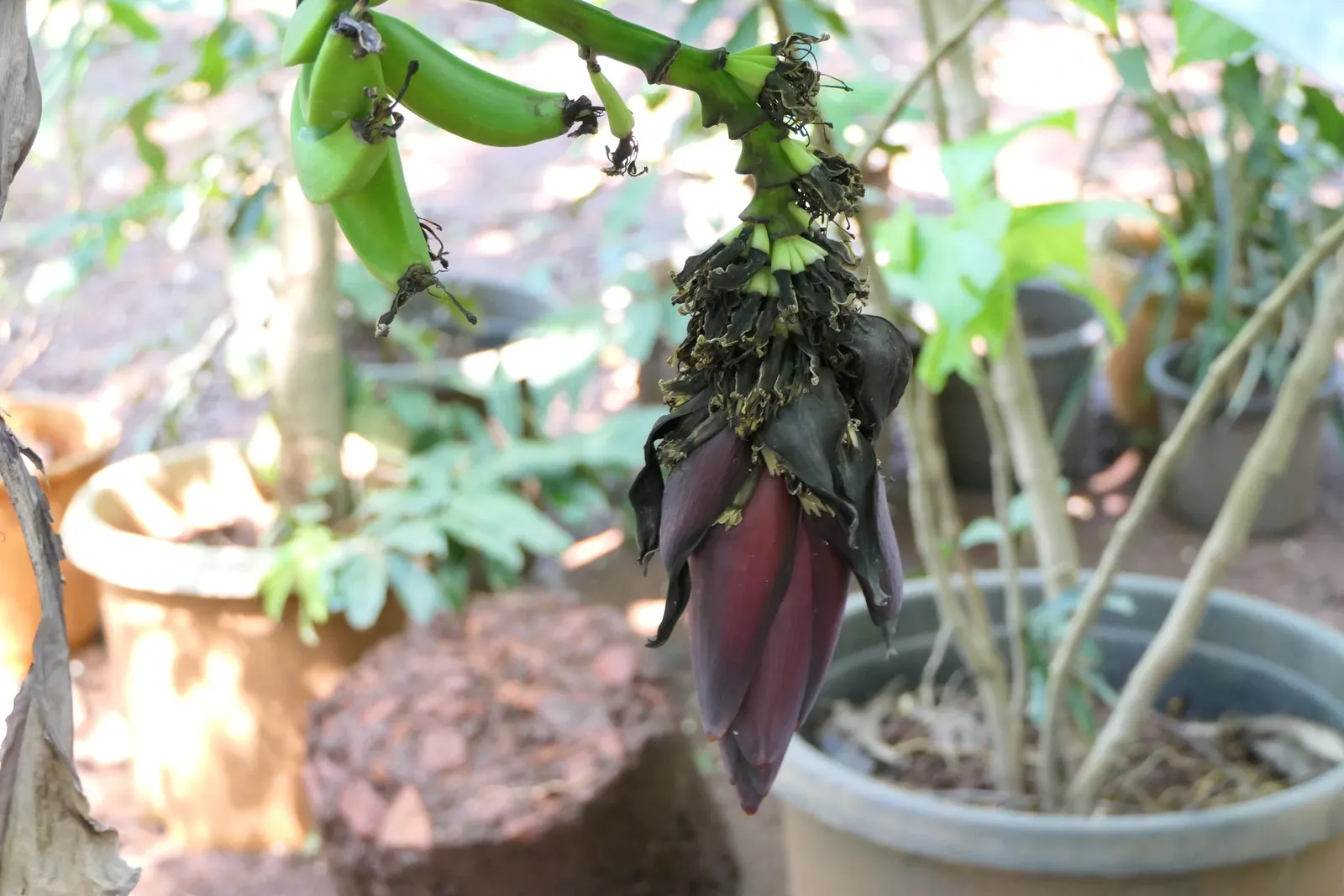 Dwarf Cavendish Banana (Musa Acuminata 'Dwarf Cavendish') — With its convenient size and appealing fruit
