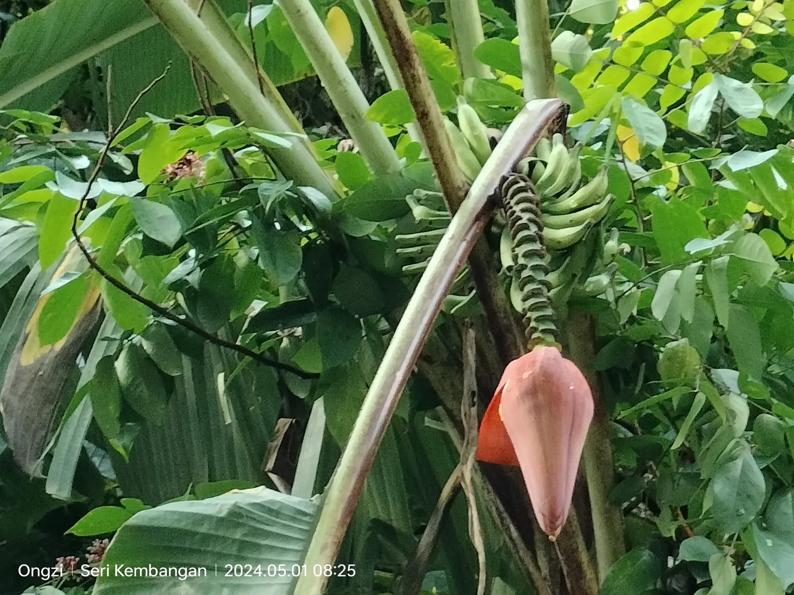 Dwarf Cavendish Banana (Musa Acuminata 'Dwarf Cavendish') — purple flower spike that gradually unfurls yellow flowers; with its convenient size and appealing