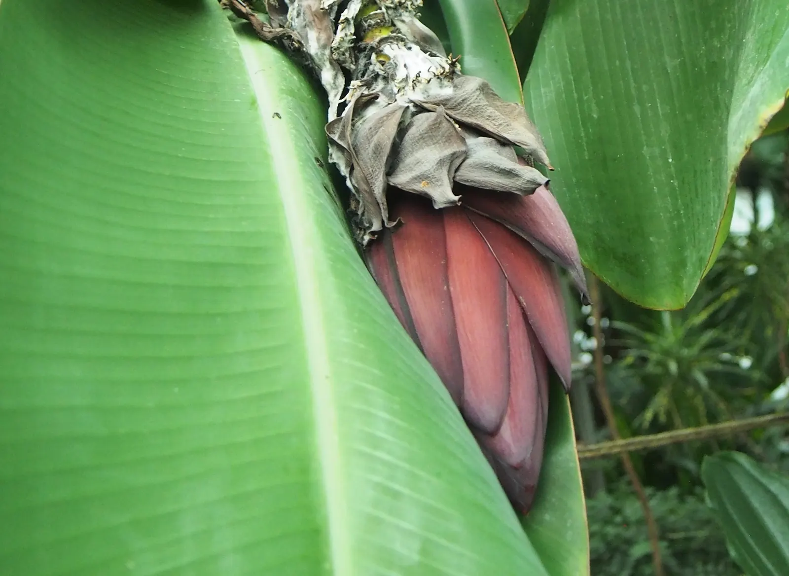 Dwarf Cavendish Banana (Musa Acuminata 'Dwarf Cavendish') — which can reach up to 20 feet.<br><br>The plant produces broad; with its convenient size and
