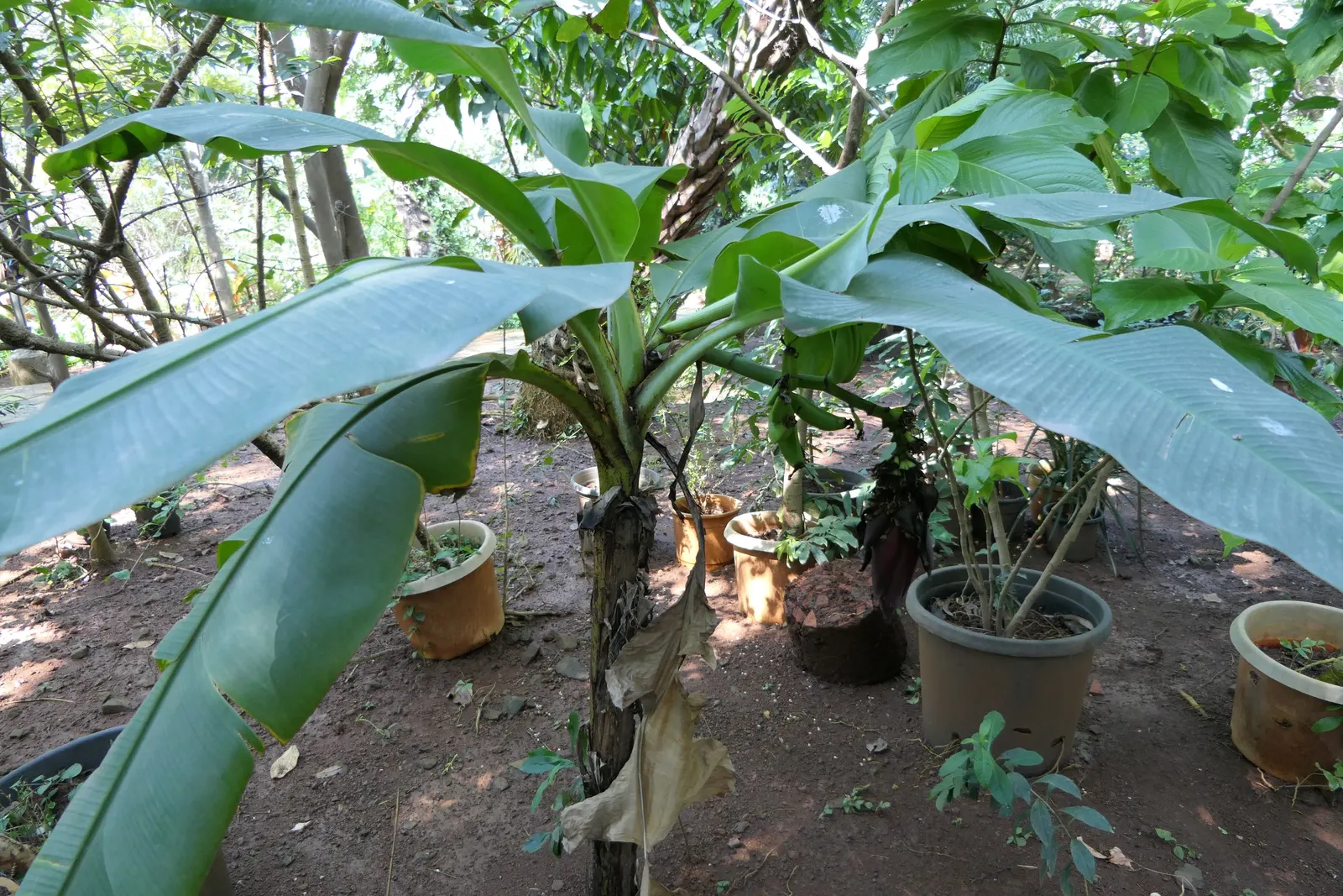 Dwarf Cavendish Banana (Musa Acuminata 'Dwarf Cavendish') — For optimal fruit production