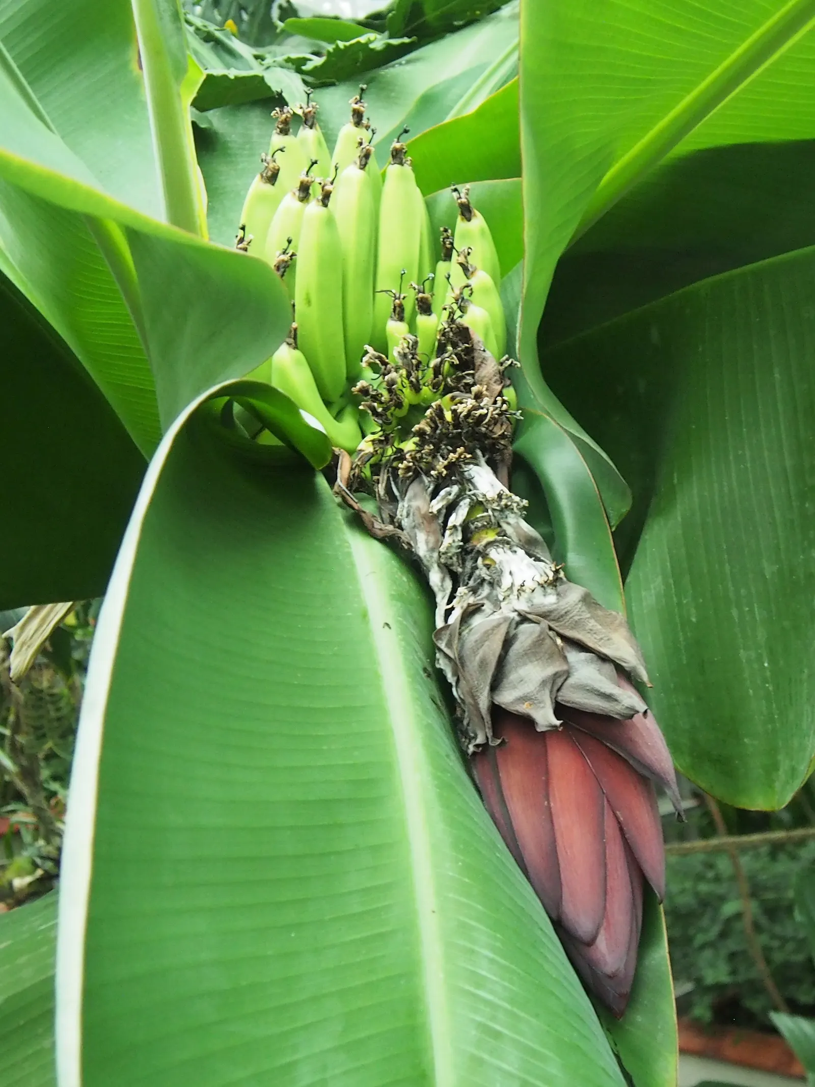 Dwarf Cavendish Banana (Musa Acuminata 'Dwarf Cavendish') — reaching 6-10 feet in height; tropical vibe without the height of typical banana plants