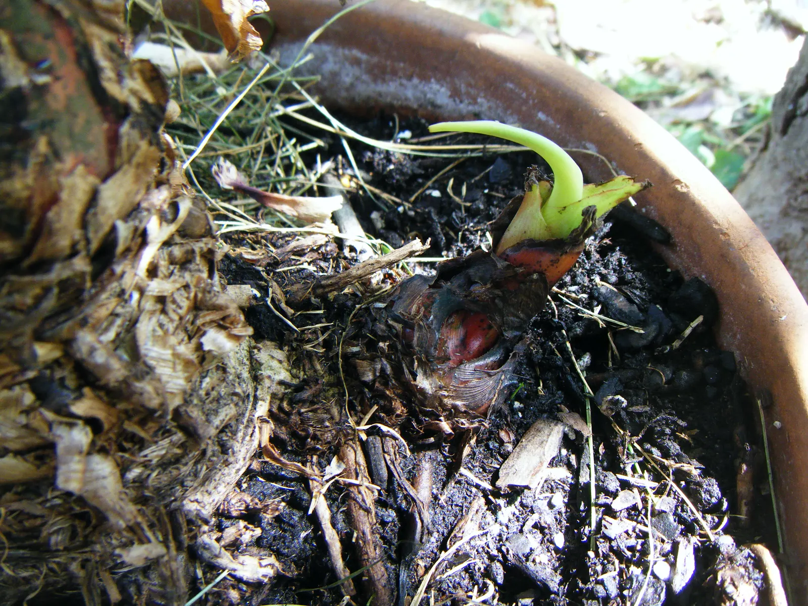 Dwarf Cavendish Banana (Musa Acuminata 'Dwarf Cavendish') — maintaining evenly moist soil (not wet) and providing a balanced fertilizer during the growing