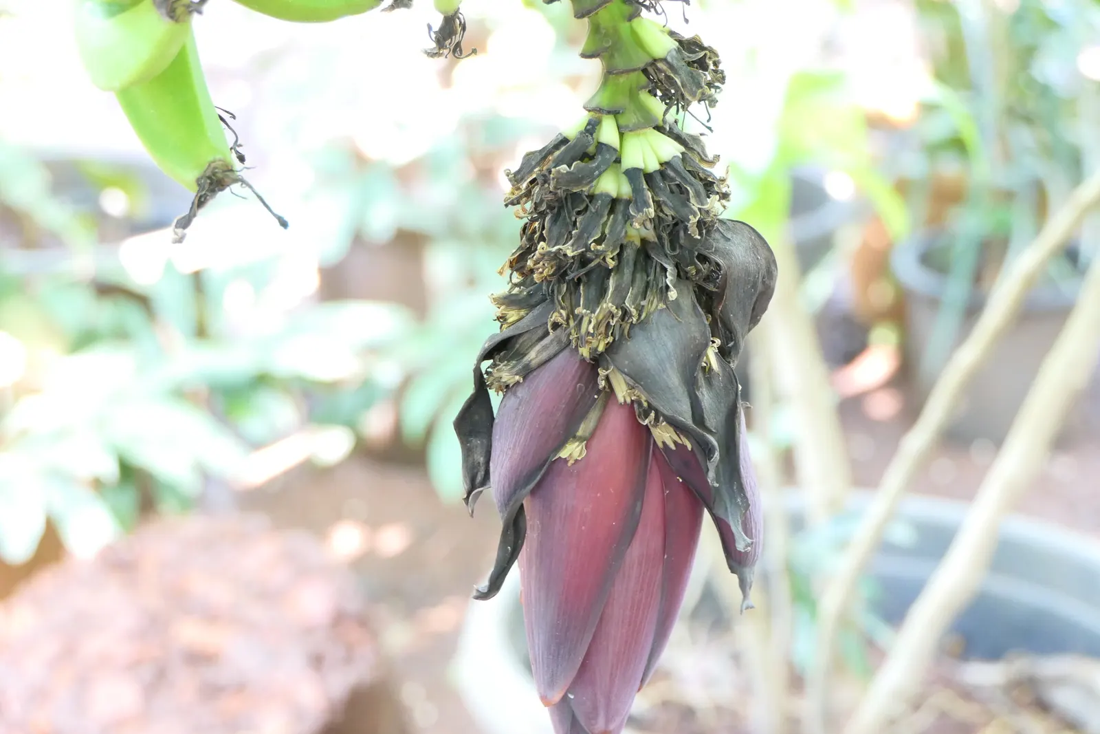 Dwarf Cavendish Banana (Musa Acuminata 'Dwarf Cavendish') — and prefers a well-draining