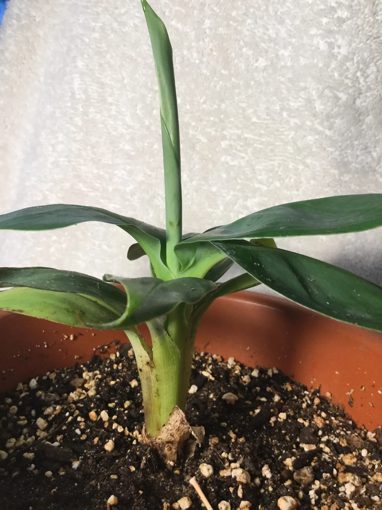 Dwarf Cavendish Banana (Musa Acuminata 'Dwarf Cavendish') — at least 6 hours of direct sun per day